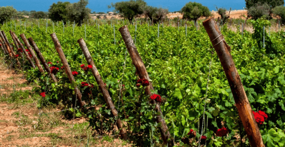 Wine Tasting & Winery Visit on Cagliari Countryside Hills