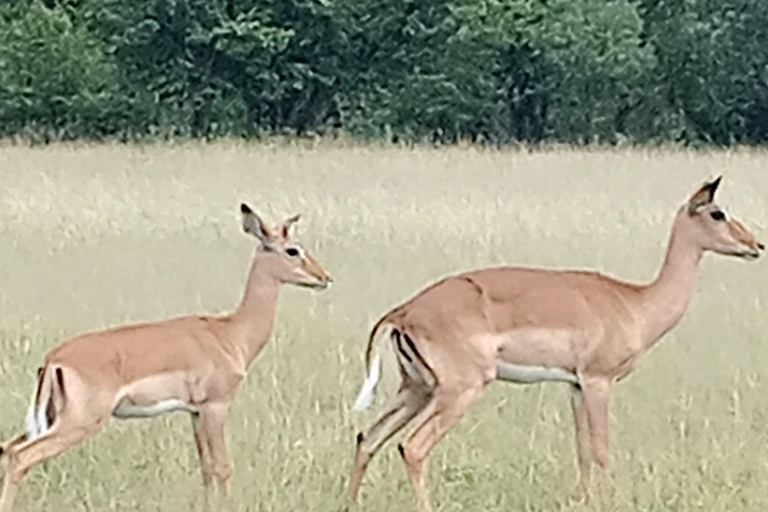 Walking safari