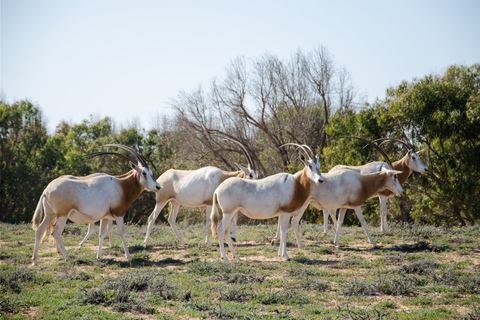 Au départ d'Agadir : Safari dans le désert du parc national du Sous Massa avec déjeuner