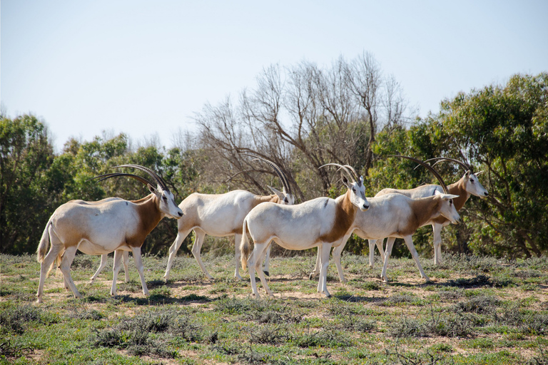 Von Agadir aus: Wüstensafari im Sous-Massa-Nationalpark mit Mittagessen