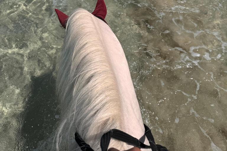 Descubriendo el sur. Paseos a caballo por la playa, excursiones a cascadas.