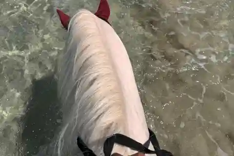 Upptäck den södra delen. Ridning på stranden, vandringar i vattenfall.