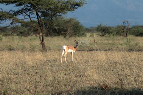 3-tägige Tagestour zum Awash National Park