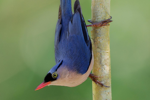 Puerto Princesa: Full-Day Birdwatching Tour with Guide