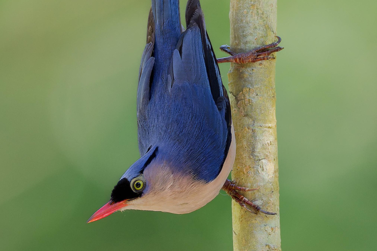 Puerto Princesa: Full-Day Birdwatching Tour with Guide