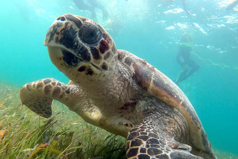 Cancun: Djungel Speedboat &amp; Snorkling Äventyr
