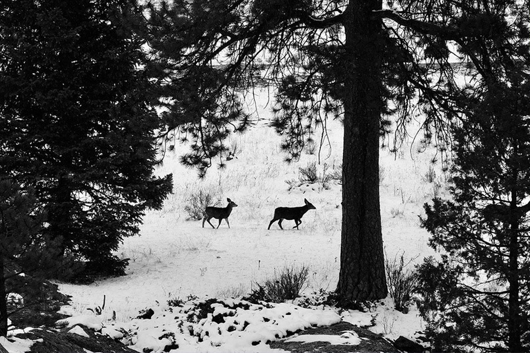 Denver : Visite d&#039;une demi-journée guidée dans les montagnes RocheusesDenver : Escapade dans les montagnes Rocheuses