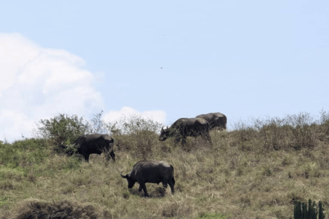 Uganda: Excursão de 5 dias ao Parque Nacional Rainha Isabel e ao Trekking de Gorila