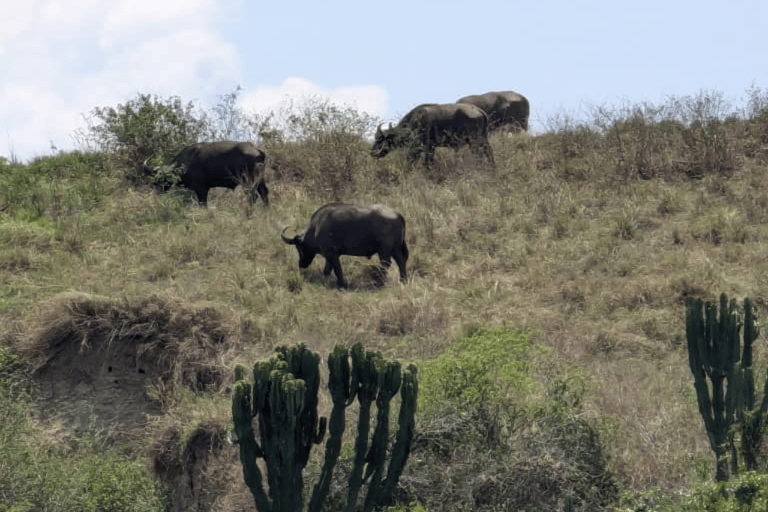 Ouganda : Circuit de 5 jours dans le parc national Queen Elizabeth et trekking aux gorilles