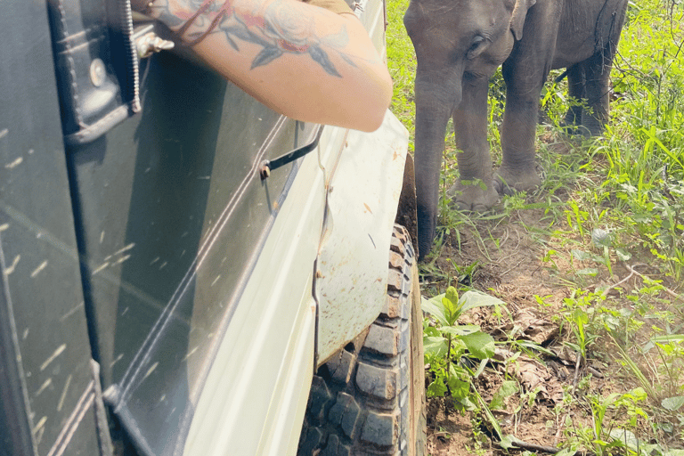 Sigiriya: Minneriya National Park Elephant Eco Jeep Safari From Sigiriya: Kaudulla National Park Jeep Safari