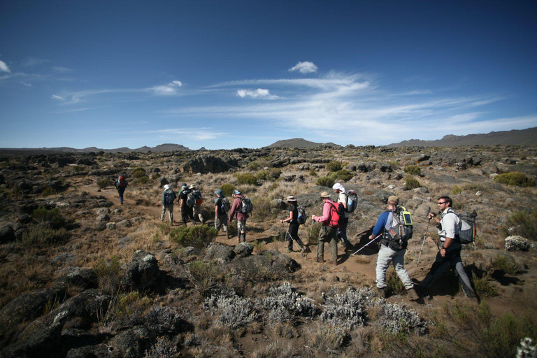 1-Day Shira Plateau-Kilimanjaro Hiking