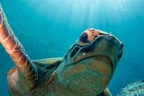 Gili Trawangan: Memories Gili Islands Snorkeling Tour Public