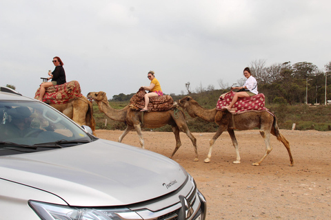 Agadir: Camel Ride by Souss River with Hotel Pickup