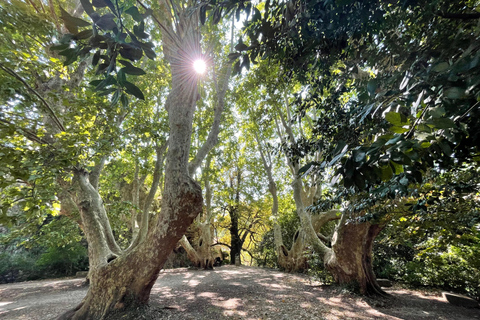 Marseille: Luberon Villages and Market Day Tour