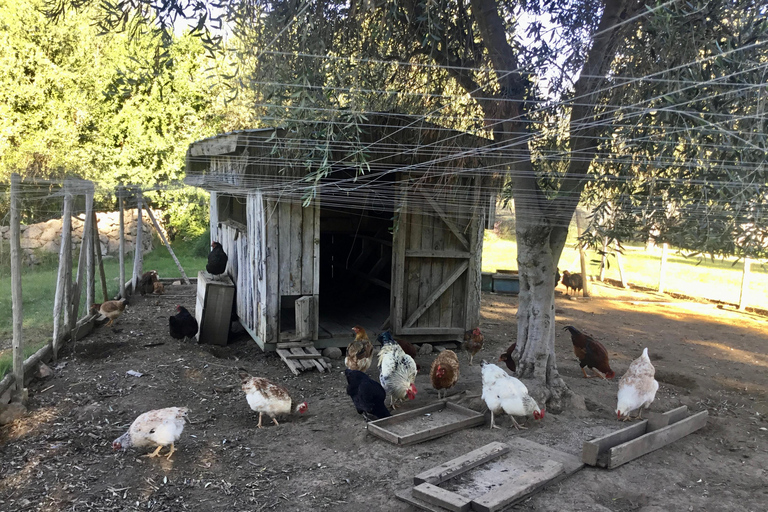 Vineyard, Valparaiso, Horseback Riding, Sea L &amp; BBQ Day Trip