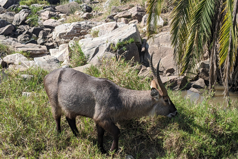 Arusha: Arusha National Park Safari with Canoeing Option