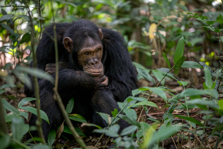 6 jours de trekking des gorilles, Queen Elizabeth et lac Bunyonyi