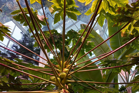 Tallinn TV tower and Botanic garden (a tour with a guide)