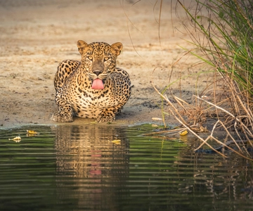 Sri Lanka: 10-daagse privéreis met 4*, halfpension hotels