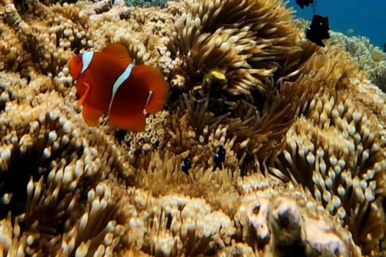 Lombok : Snorkeling Tour Secret Gili, Nanggu, Kedis, Sudak