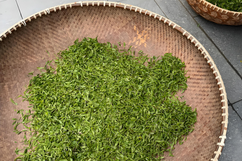 Hangzhou Tea Heritage: A Master-led Tea Harvest & Whisking