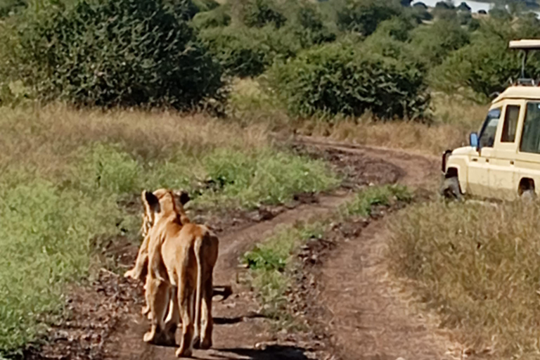 Nairobi National Park Half-Day Game Drive Nairobi National Park Half-Day Game Drive