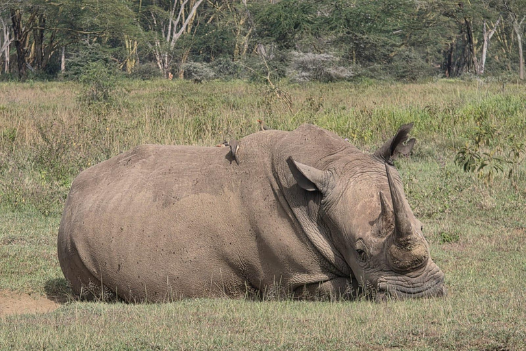 Lake Nakuru National Park Day Trip & Game Drive