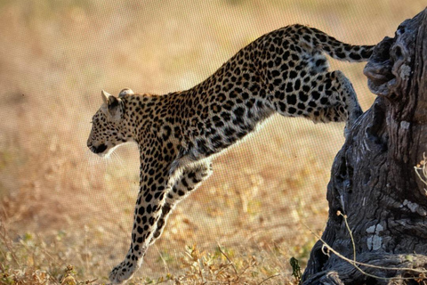 Chobe Safari from Victoria Falls: Game Drive & Cruise