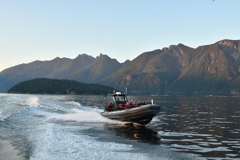 Vancouver: Excursión en zodiac para avistar ballenas desde Granville IslandVancouver: excursión en zodiac para avistar ballenas desde Granville Island