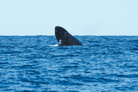 The Rio´s Ultimate Whale Whatching Experience THE RIO´S ULTIMATE WHALE WHATCHING