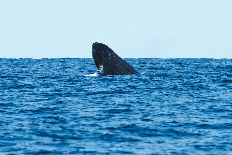 The Rio´s Ultimate Whale Whatching Experience THE RIO´S ULTIMATE WHALE WHATCHING