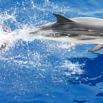 Genova: crociera di osservazione dei cetacei con guida biologa marina