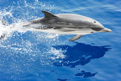 Genua: Walbeobachtungstour mit Meeresbiologe als Guide