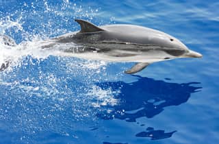 Genoa: Cetacean Watching Cruise with Marine Biologist Guide