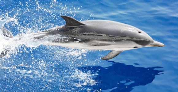 Genua: Walbeobachtungstour mit Meeresbiologe als Guide