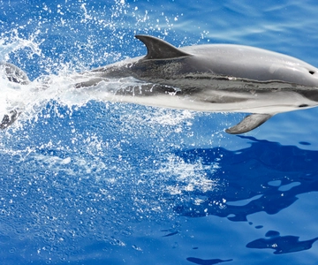 Génova: paseo en barco con avistamiento de cetáceos con guía biólogo marino