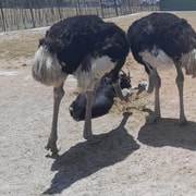 Ciudad del Cabo: tour privado en quad por un rancho de avestruces y la playa de Blauwberg