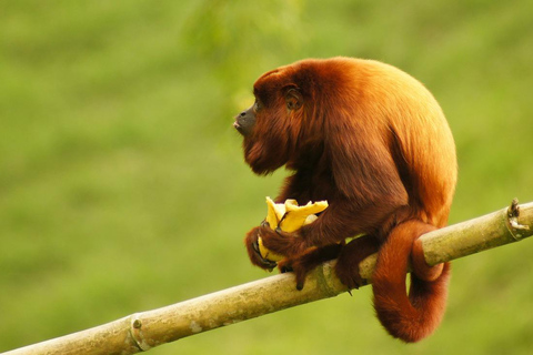 Costa Rica: Guided Hike in Cahuita National Park