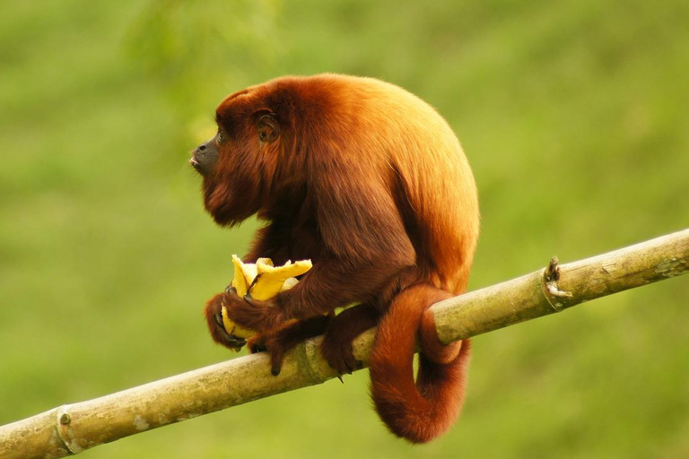 Costa Rica: Guided Hike in Cahuita National Park