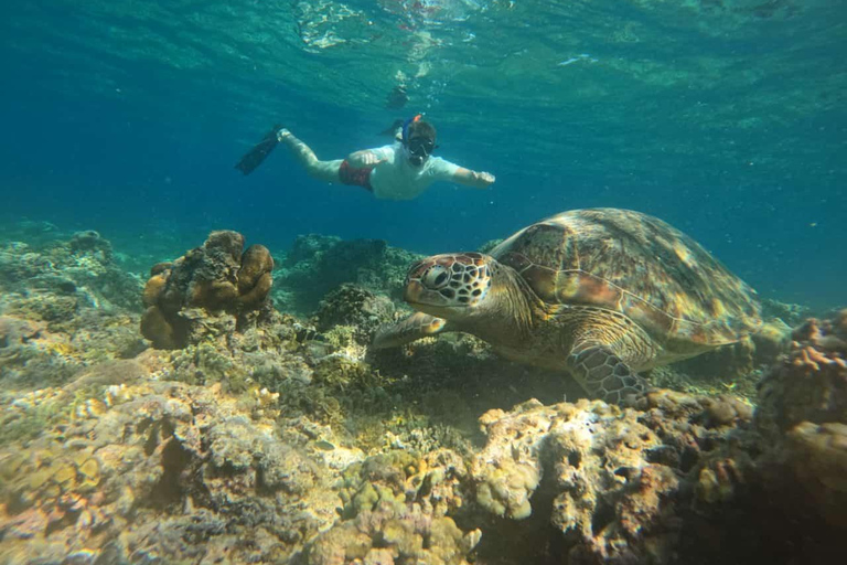 Lombok : Private Snorkeling 4 Spots And See Baby Turtle