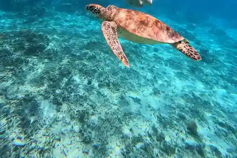 3 Gili island: snorkeling & turtle sanctuary gopro included