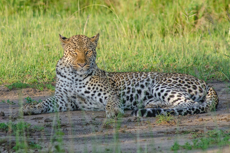 10-tägiger Besuch in Uganda und Primaten-Safari