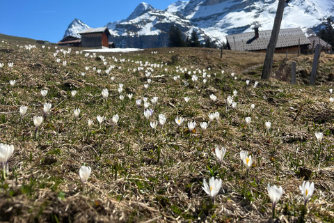 Interlaken: Scenic hiking tour from Mürren to Rotstock hut.