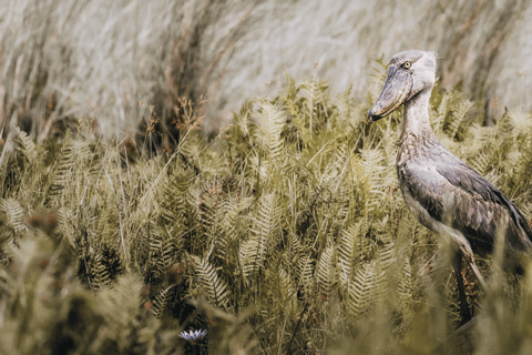 Mabamba Swamp Birding Tour with Shoebill Stork