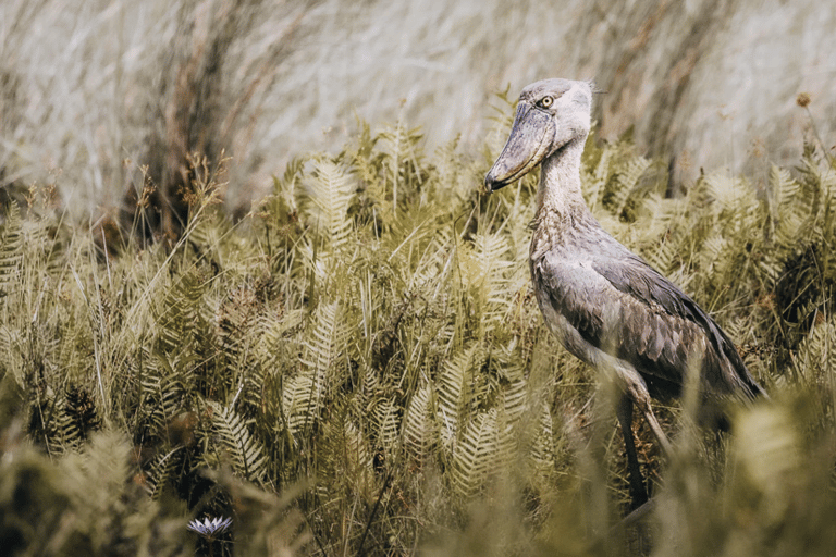 Mabamba Swamp Birding Tour with Shoebill Stork