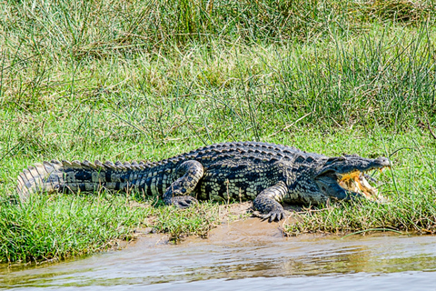 10 jours de visite en Ouganda et safari primates