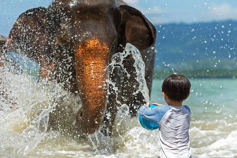 Programa de medio día con elefante en la playa (3,30 horas)Alimentar y bañar a los elefantes en la playa privada