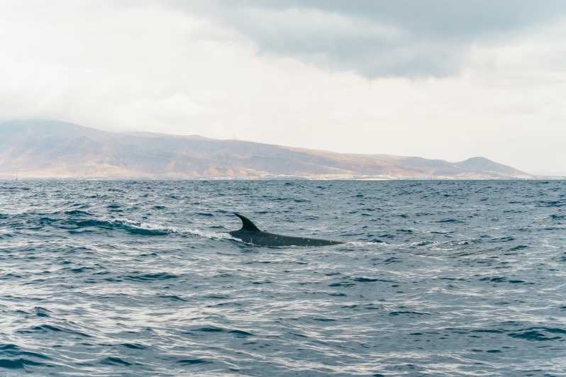 Morro Jable: tour de avistamiento de delfines y ballenas de 1,5 horas