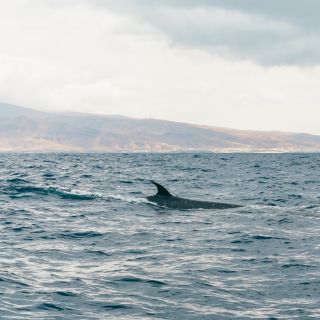 From Morro Jable: Dolphin & Whale Watching Day Trip by Boat