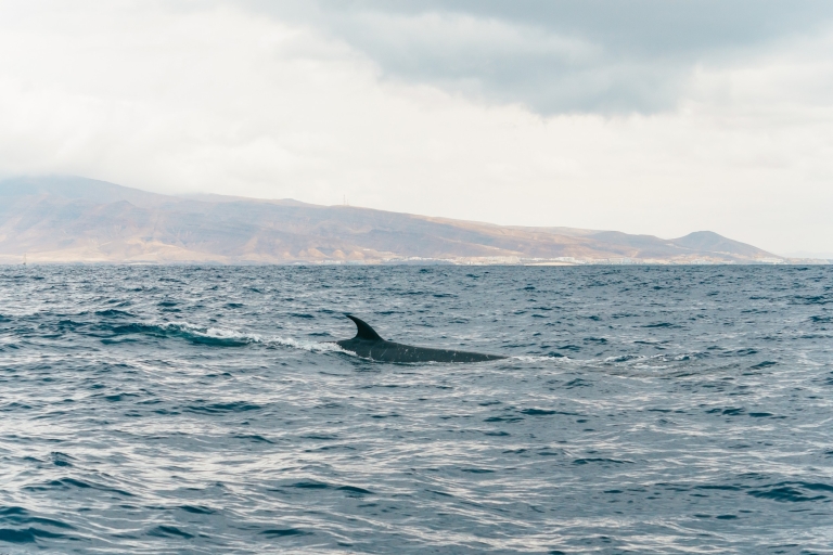Desde Morro Jable: 1 día en barco con delfines y ballenasFuerteventura: 1 día en barco con delfines y ballenas